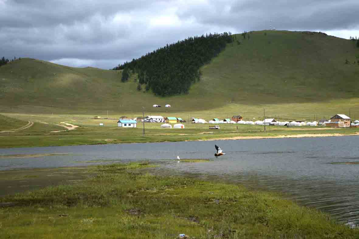 Nuuriin amralt